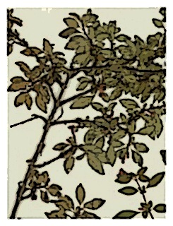 poster-specimen-fuchsia-encliandra-ssp-microphylloides-03