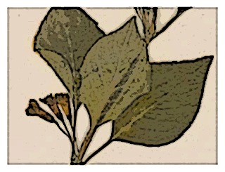 poster-specimen-fuchsia-encliandra-ssp-tetradactyla-02