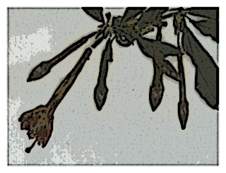 poster-specimen-fuchsia-canescens-03