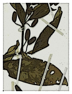poster-specimen-fuchsia-orientalis-07