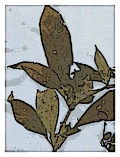 poster-specimen-fuchsia-pilosa-05