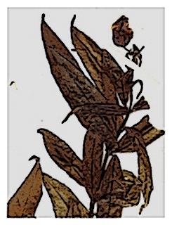 poster-specimen-fuchsia-polyantha-03