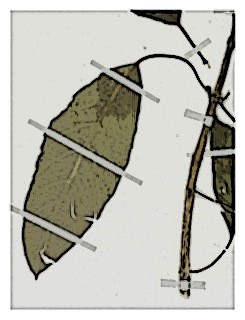 poster-specimen-fuchsia-wurdackii-03