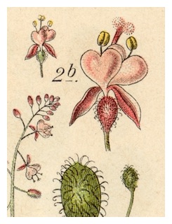 Onagraceae-Sturm-Tafel-43