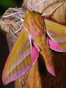 elephant-hawk-moth