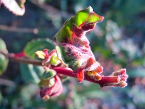 fuchsia-gall-mite