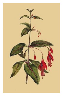 curtis-97-fuchsia-coccinea-scarlet-fuchsia