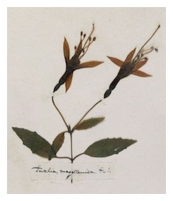 dickinson-magellanica