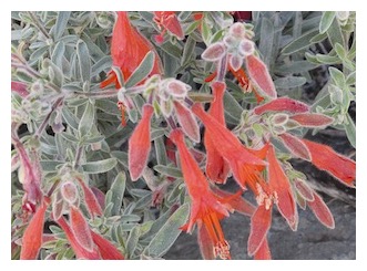 epilobium-canum-ssp-canum