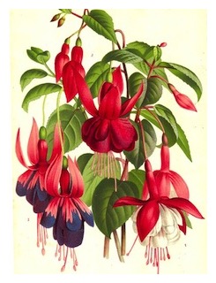 fuchsias-1890s