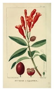 triphylla-descourlz-01