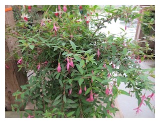 del-campo-mite-resistant-300px