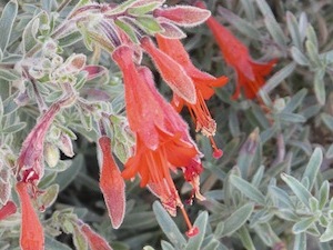epilobium-canum-02