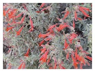 epilobium-canum