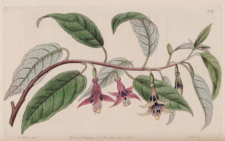 fuchsia-excorticata