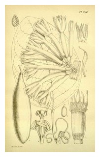 passiflora-fuchsiiflora