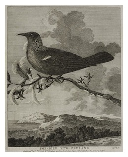 skinnera-excorticata