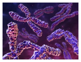 Chromosomes-300px