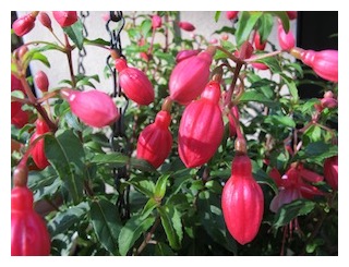 fuchsia-buds
