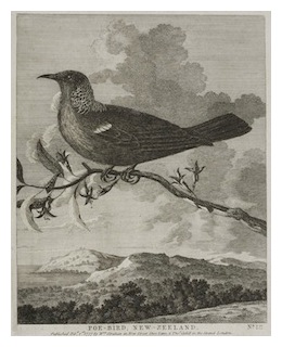 skinnera-excorticata