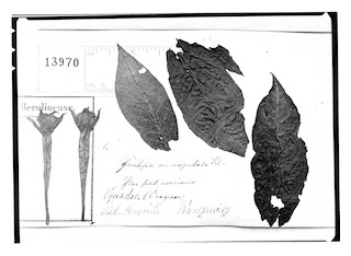 f-macropetala-type-potograph