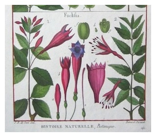 lamarck-fuchsia-300px