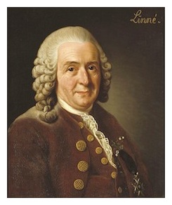 linnaeus