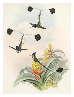 loddigesia-mirabilis