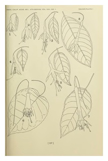 munz-fuchsia-revision-01