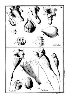 plumier-nova-plantarum-plate14-02