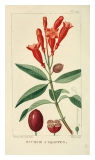 triphylla-descourlz-02