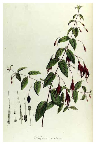 nahusia-coccinea-schneevoogt