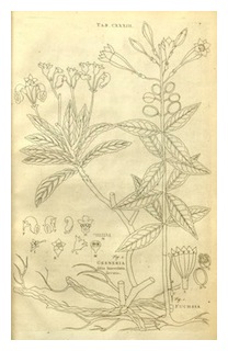 plumier-fuchsia-triphylla-300px