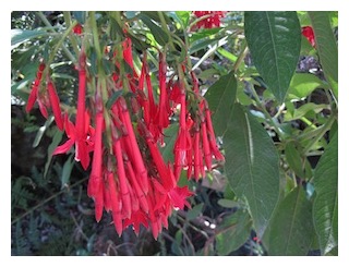 boliviana-raceme-300px