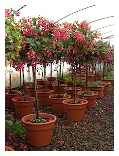 fuchsia-standards-monniers