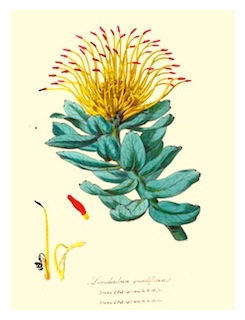 leucadendrum-grandiflorum