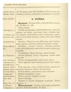 plantae novae hispaniae p 54 fuchsia