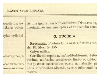 plantae-novae-hispaniae