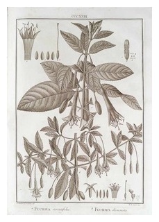 serratifolia-decussata-ruiz