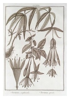 simplicicaulis-apetala-ruiz