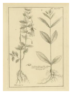 feuillee-thilco-300px