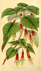 Fuchsia splendens Zucc