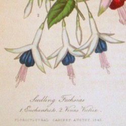 fuchsia-venus-victrix