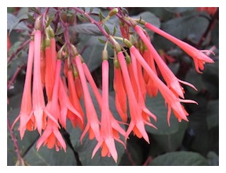 gartenmeister-bobstedt