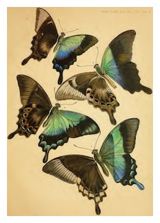 malay-archipelago-03