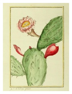nopal