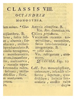 quelusia-vandelli-page23