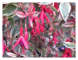 tom-west-variegation