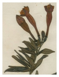triphylla