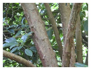 arborescens-01